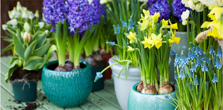 Noviflora Holen Sie sich den Frühling ins Haus mit Blumenzwiebeln im