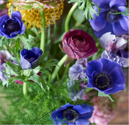 Anemone