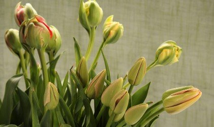 Tulp