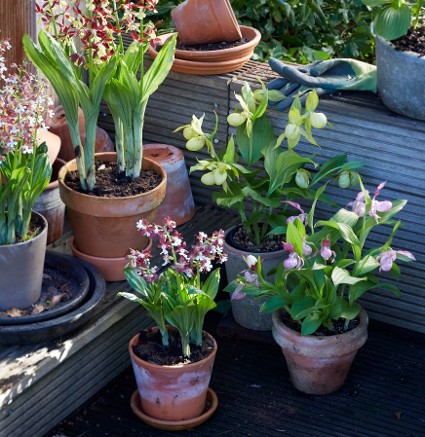 Noviflora | Orchideen fr den Garten, auf der Terrasse oder auf dem Balkon!  | 03 | 2019 | Detail | Blog