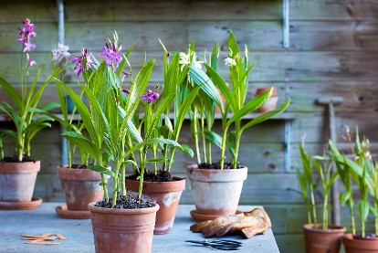 Bletilla