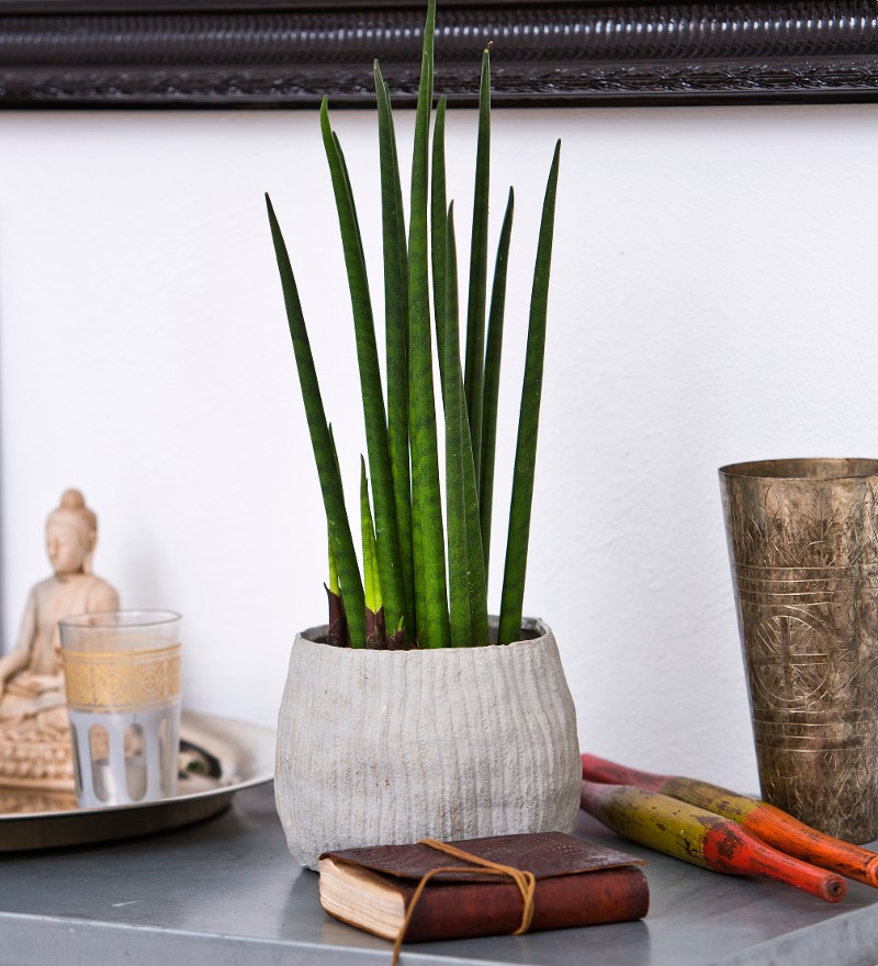 Noviflora | Sansevieria | 06 | 2019 | Detail | Blog