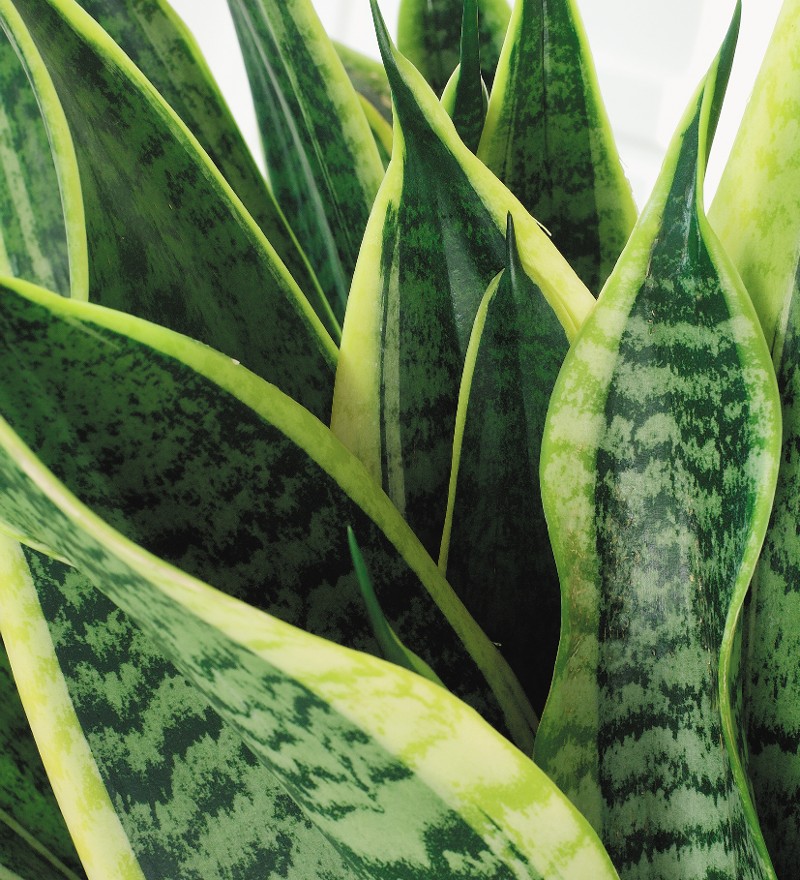 Noviflora | Sansevieria | 06 | 2019 | Detail | Blog