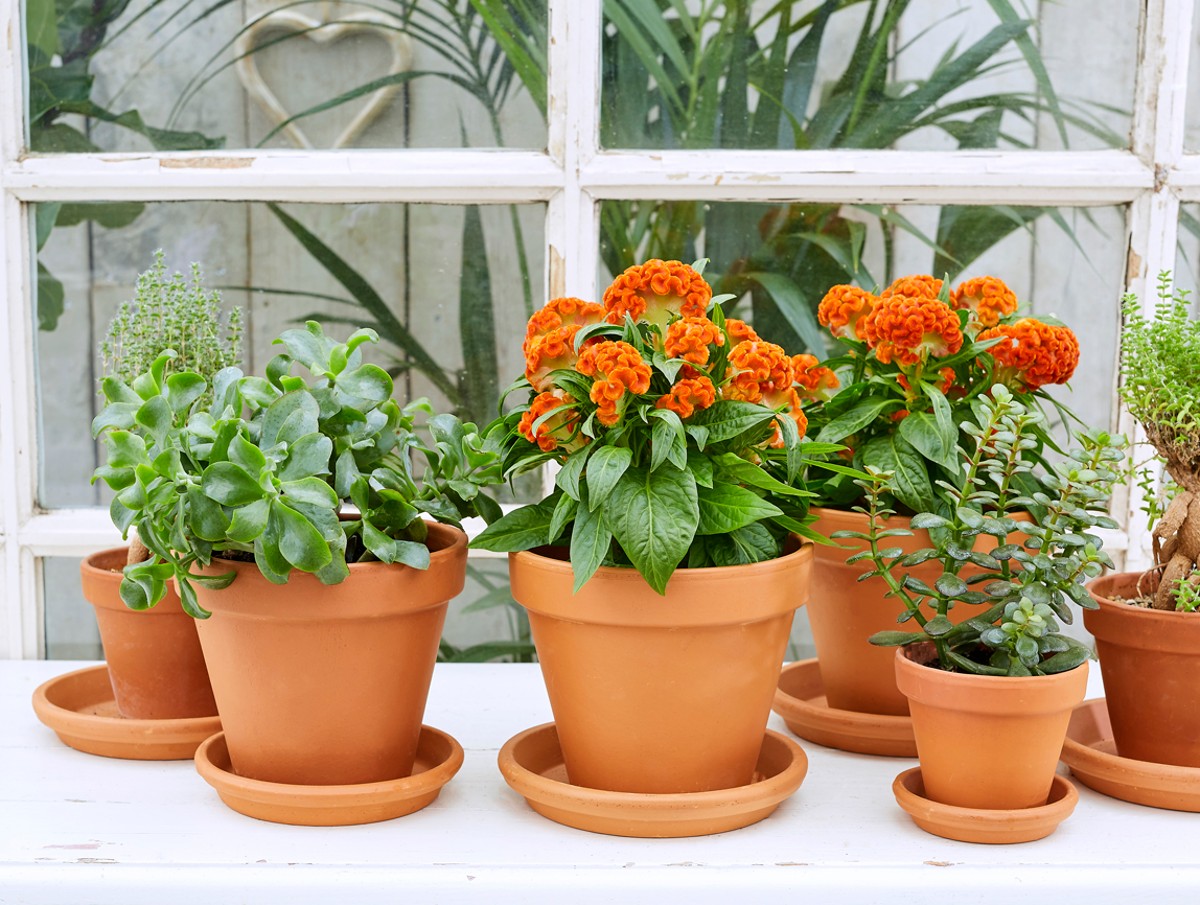 Noviflora | Celosia - Blhendes Juwel fr Drinnen und Drauen | 06 | 2019 |  Detail | Blog