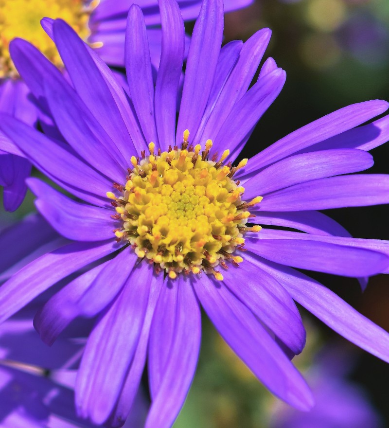 Botanical beauty with stamina